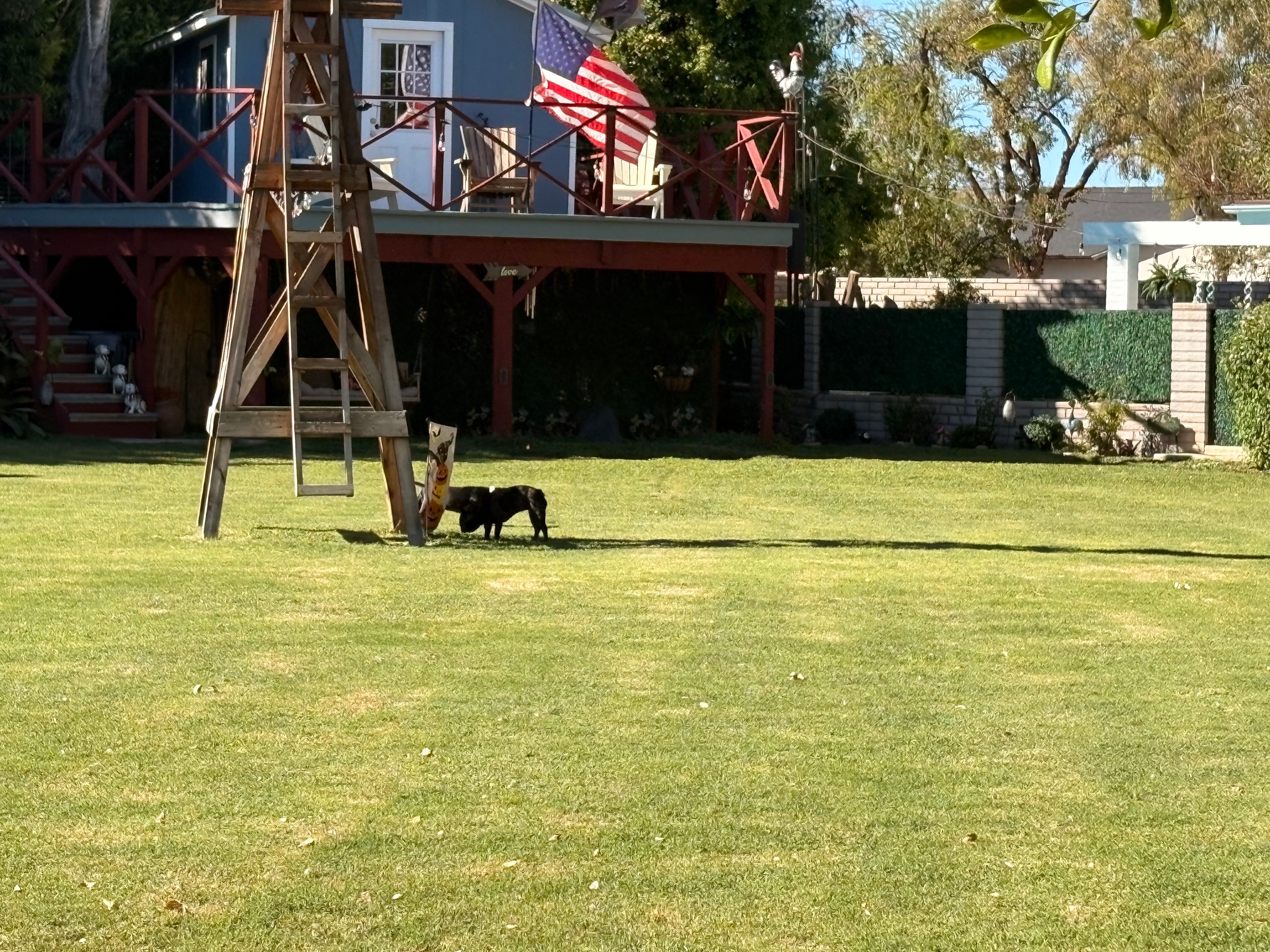Dog leaping and jumping in action outdoors
